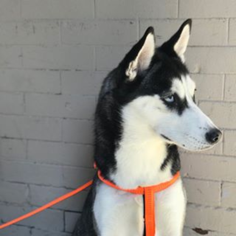 Husky Husky